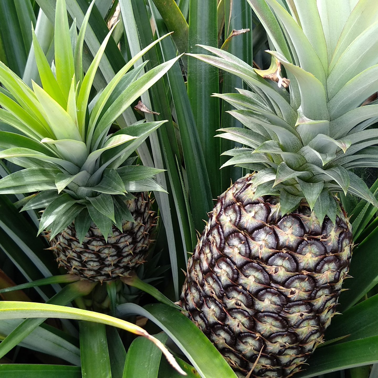 ananas_fds_sostenibilità_6