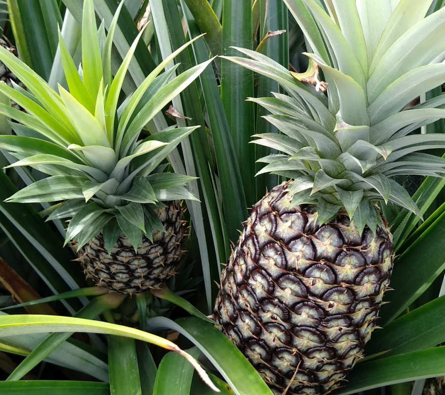 ananas_fds_sostenibilità_6