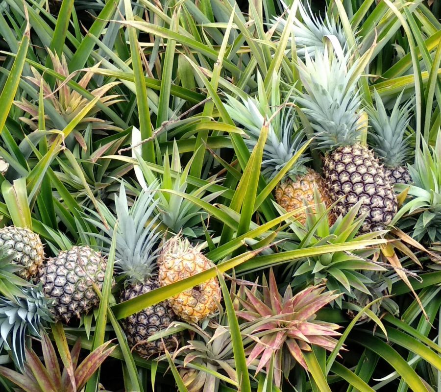 ananas_fds_sostenibilità_7