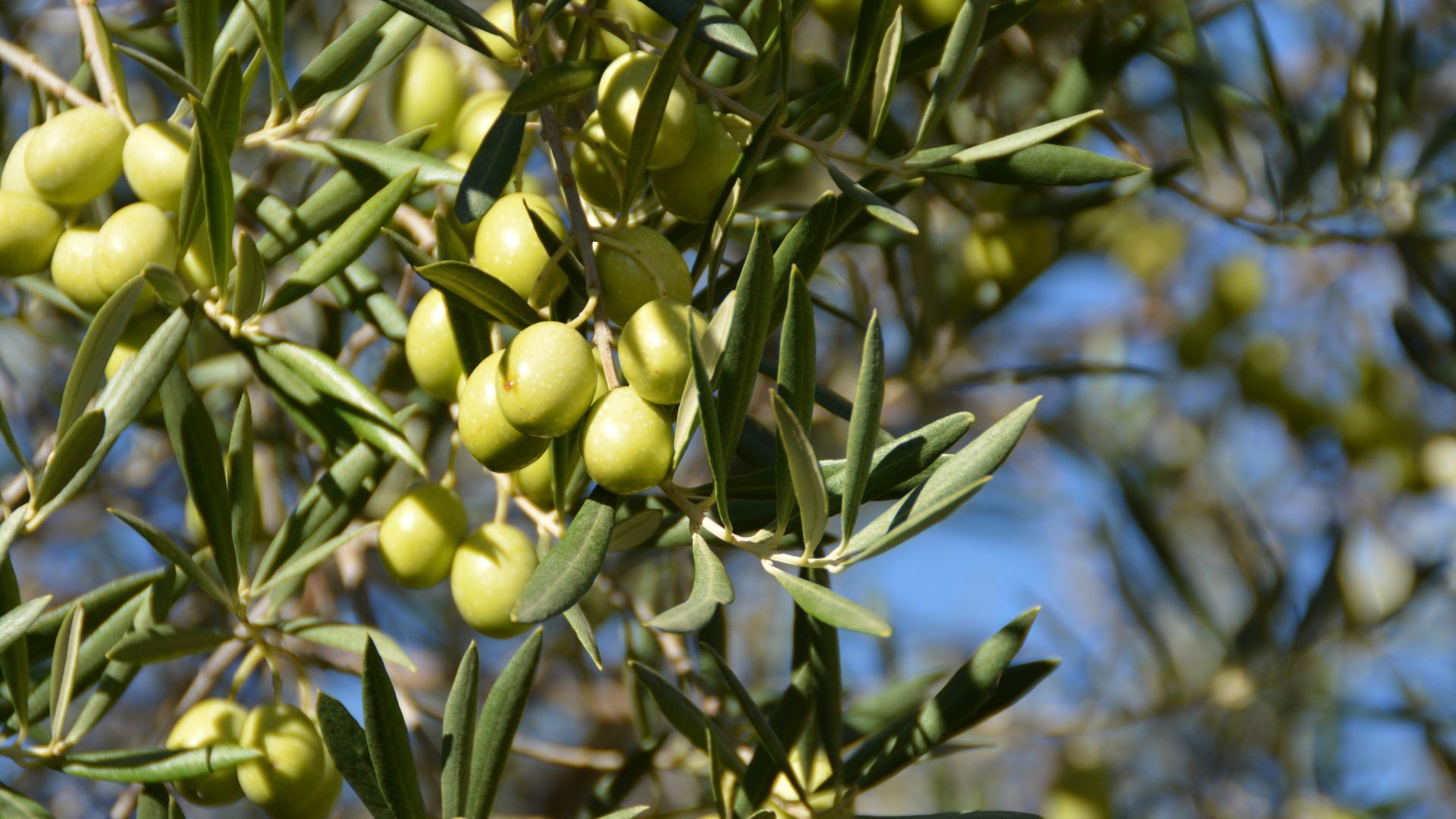 olive verdi