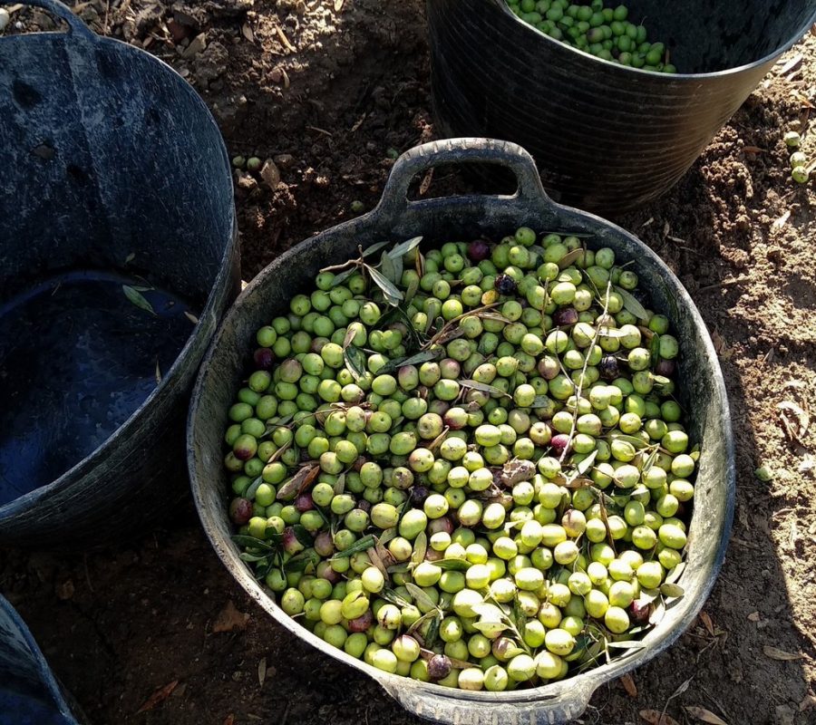 raccolta olive