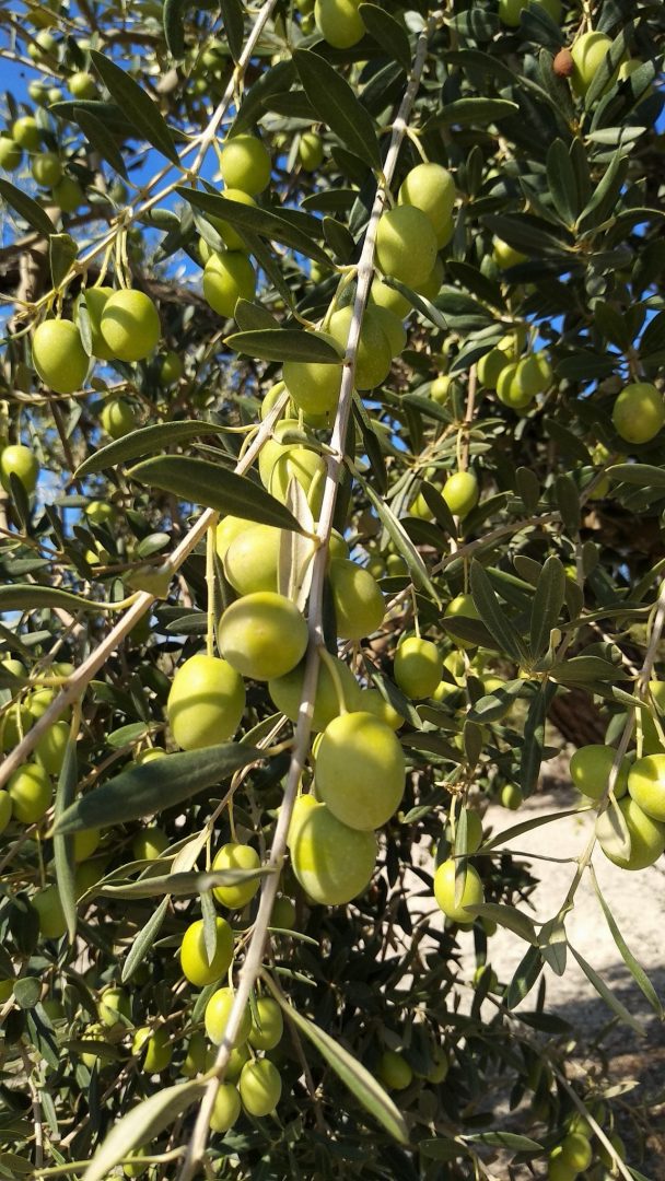 raccolta olive