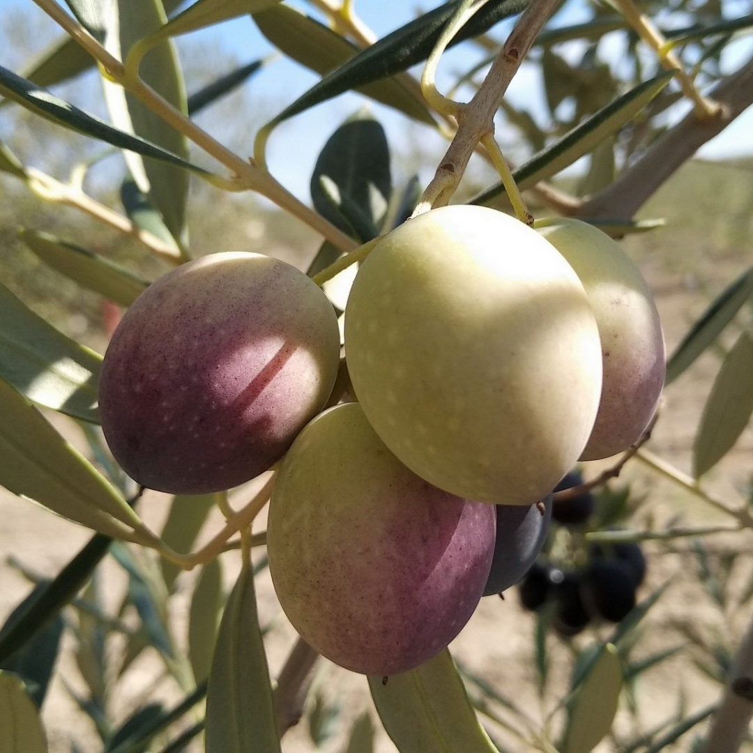 raccolta olive