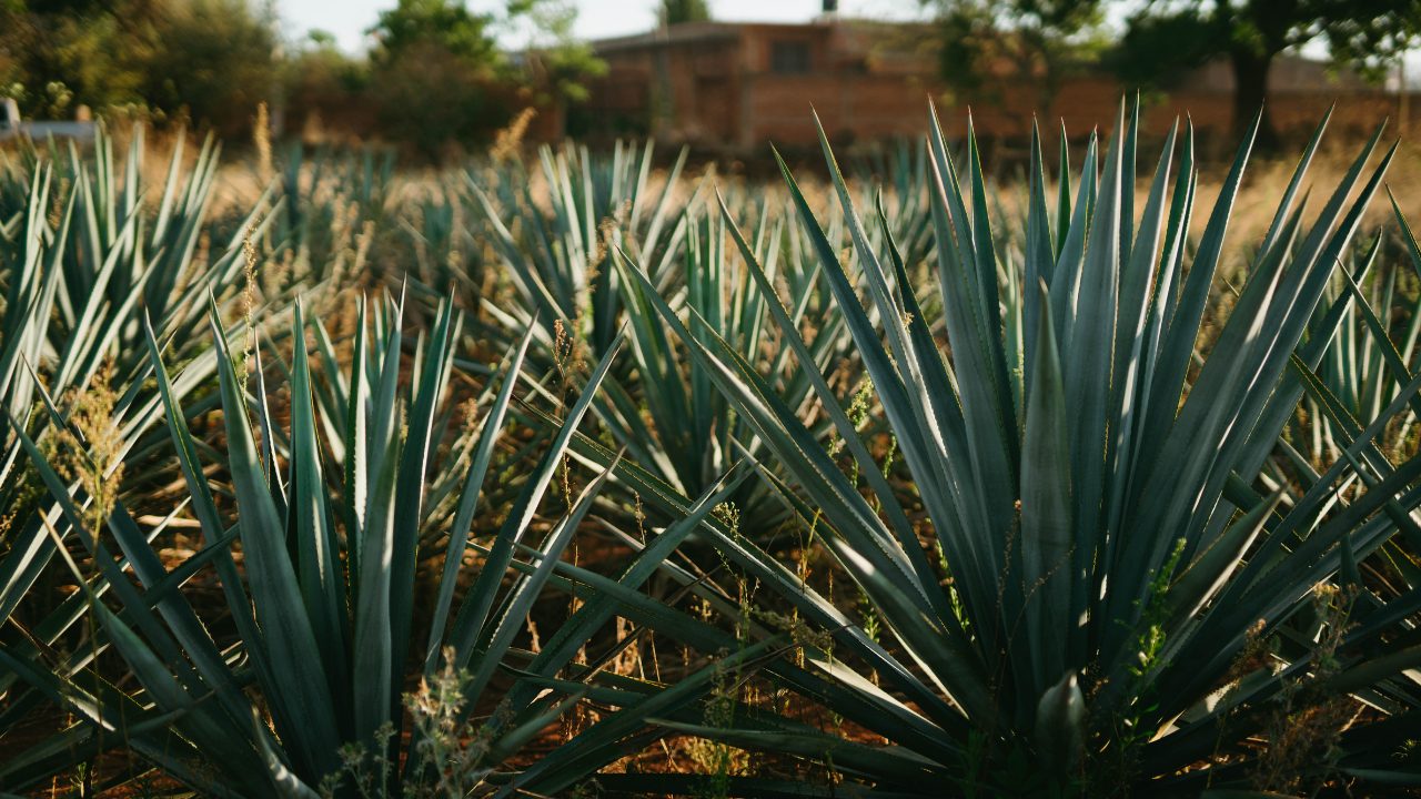 agave