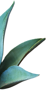 agave