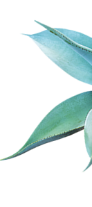 agave