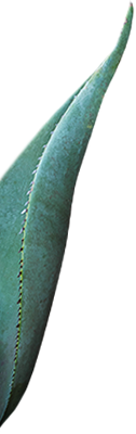 agave